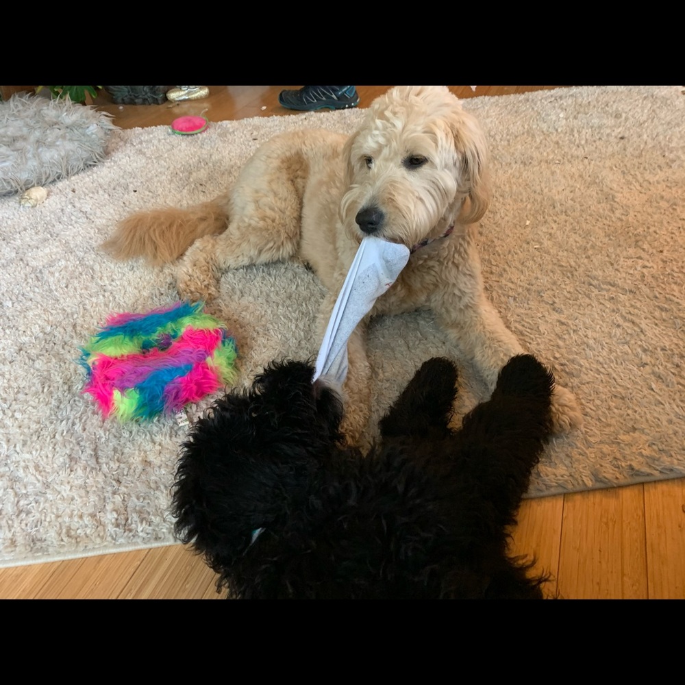 Meet your Posher, Adrian